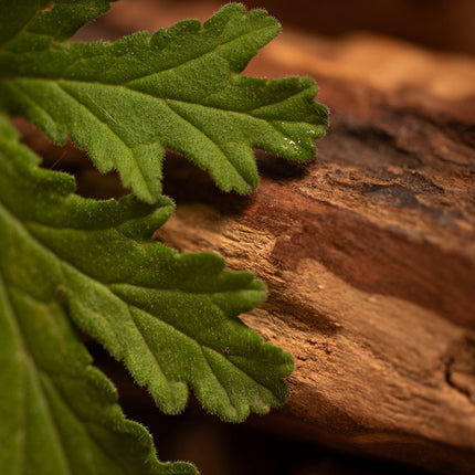 Citronella Palo Santo Incense 30pk