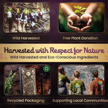 Frankincense Palo Santo Incense